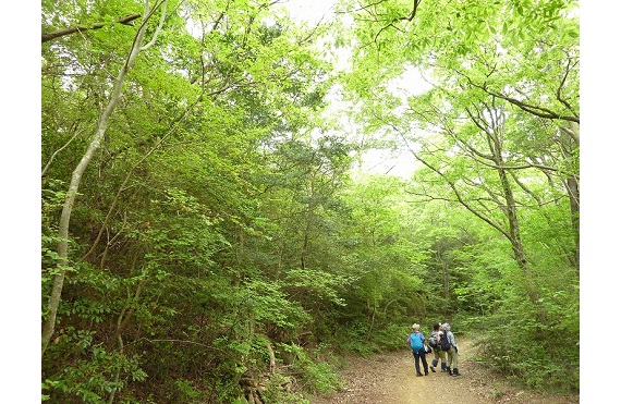 山田川支流沿いの道と風通る林道の夏を歩く①