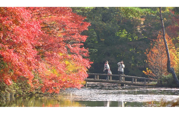 「長谷池」紅葉最高潮に