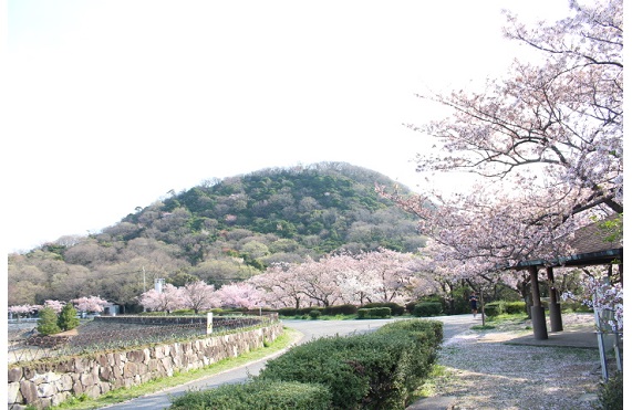 03北山ダムと桜