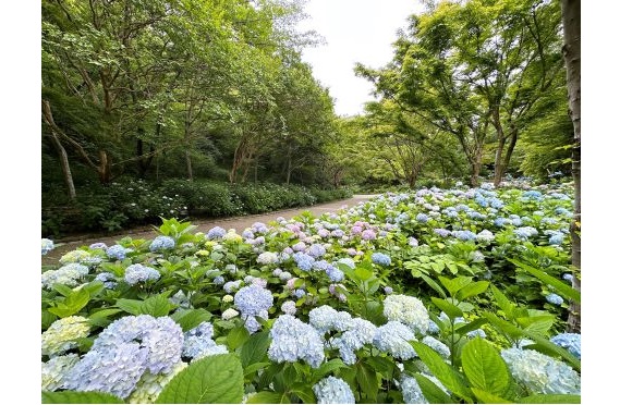 1植物園のあじさい散策2025.5 1植物園のあじさい散策2025.5