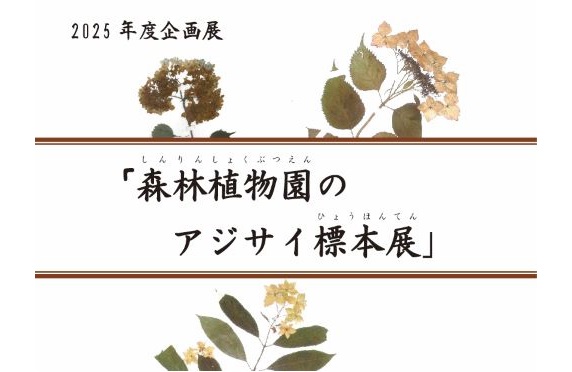 1あじさい標本展示2025.6 1あじさい標本展示2025.6