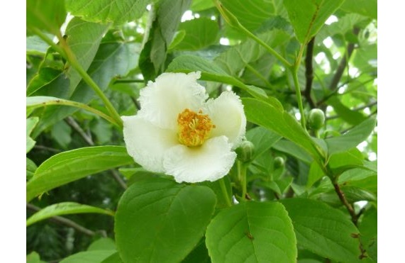 沙羅の花2025.6 沙羅の花2025.6