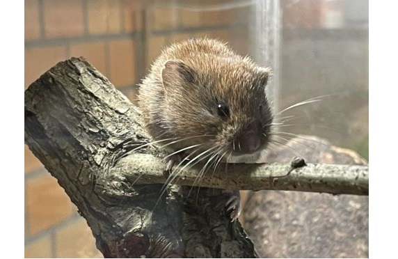 8六甲山の生き物2025.6