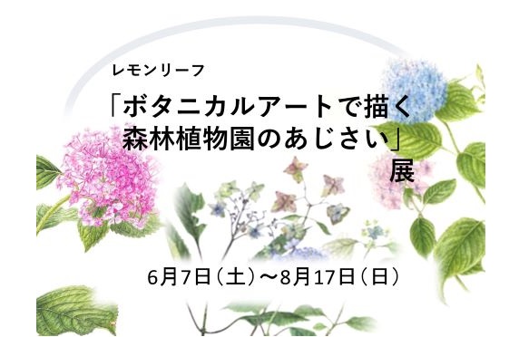 2「ボタニカルアートで描く森林植物園のあじさい」展2025.6