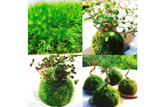 4苔玉を作ろう2025.7 4苔玉を作ろう2025.7