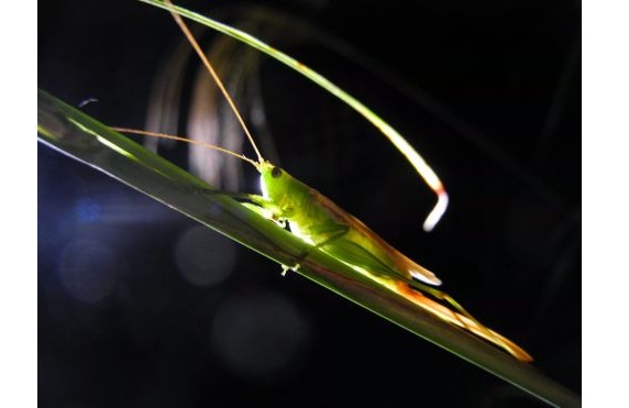 3鳴く虫を聞く夕べ2025.7 3鳴く虫を聞く夕べ2025.7