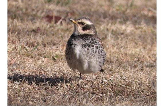 3.おやこバードウォッチング2025.10 3.おやこバードウォッチング2025.10