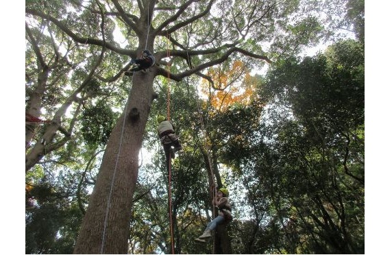 3ツリー紹介2025.10 3ツリー紹介2025.10