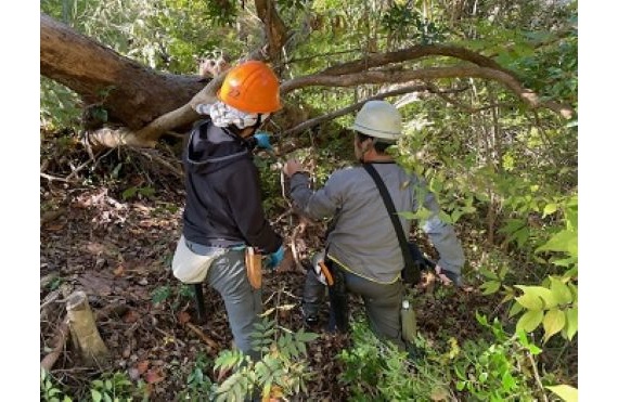 慎重に倒木処理作業中2025.12
