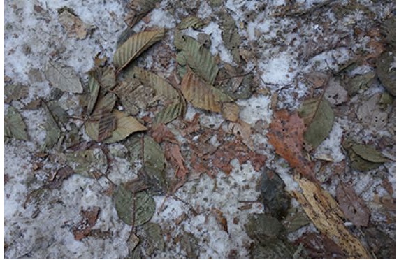 06山撮り教室2025.12