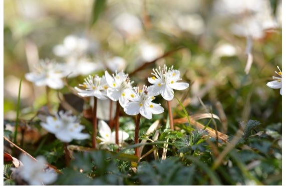 バイカオウレン2026.1