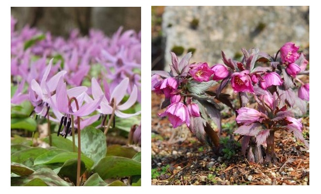 カタクリ-ヘレボルス-チベタヌス-s