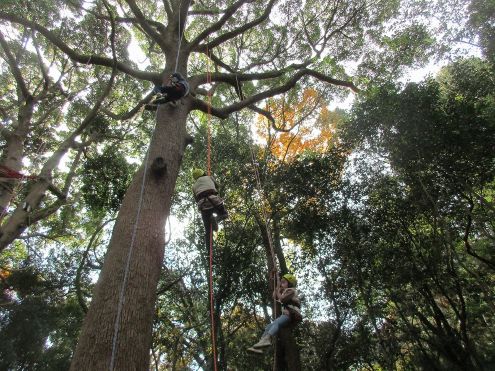 3ツリーイング紹介-s