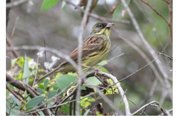 3.おやこバード2025.12