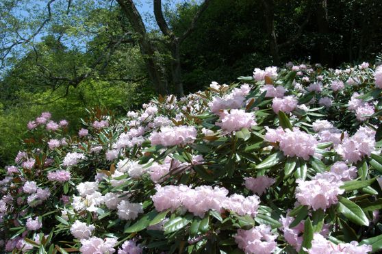 1.植物園の新緑・つつじ・しゃくなげ散策-s