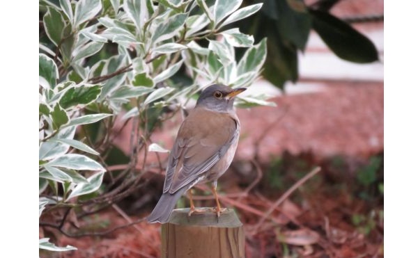 3.おやこバード-s