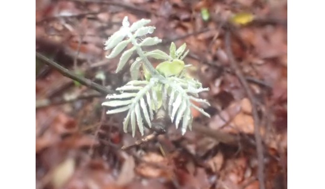 イヌエンジュ25-s