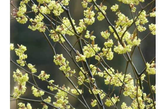 6.新いきもの好き集まれ　クロモジアロマ-s