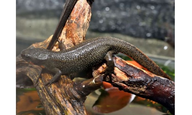 7.新いきもの好き集まれ　神戸の希少種を守ろう1アカハライモリＦ１５ (6)-s