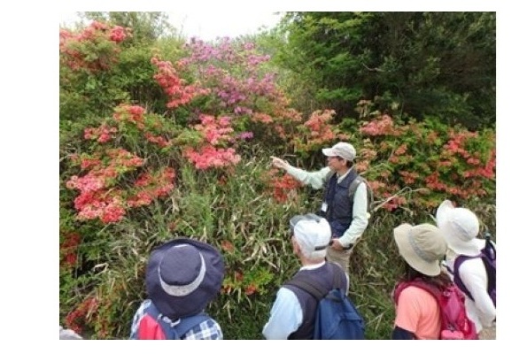 春の六甲山花めぐりハイキング-s