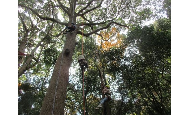 3ツリーイング紹介-s