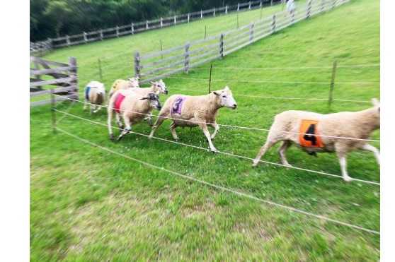 シープレース-s