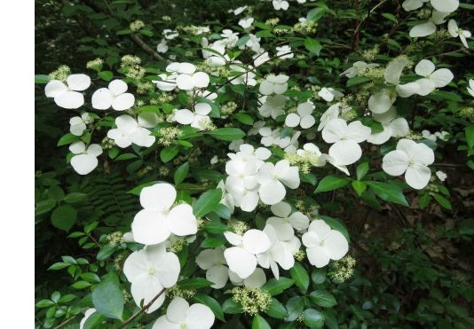 5.森林あじさい講習会-s