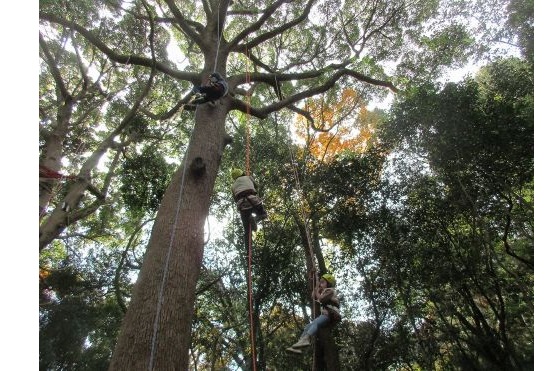 3ツリーイング紹介-s