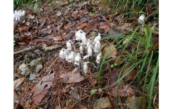 6月定例観察会-s