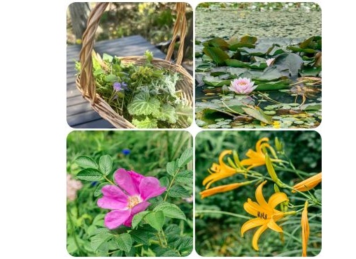 草摘み花摘みガーデンツアー（６月）-s