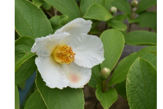 DSC_0741-2s