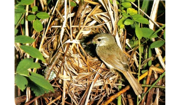 8森林植物園の野鳥と鳥の巣展-s