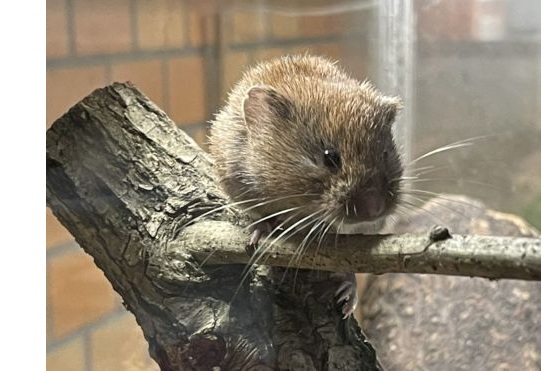 5六甲山の生き物-s