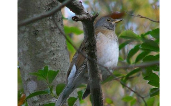 4.探鳥会シロハラ♂-s